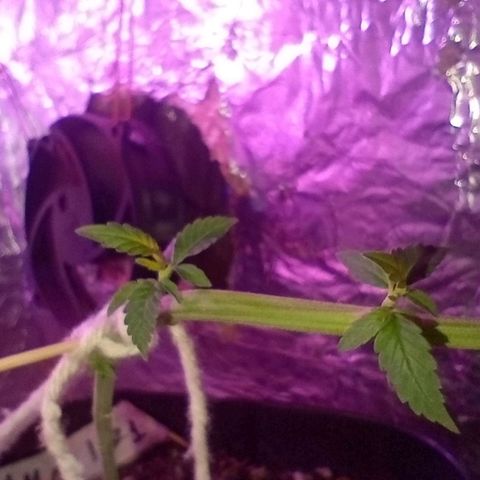 ✨Maria e Juana✨❤️ growlog timeline photo