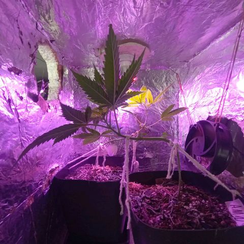✨Maria e Juana✨❤️ growlog timeline photo