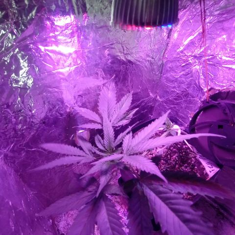 ✨Maria e Juana✨❤️ growlog timeline photo