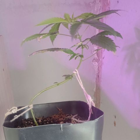 ✨Maria e Juana✨❤️ growlog timeline photo