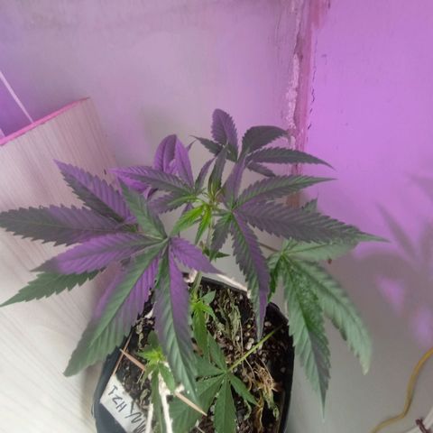 ✨Maria e Juana✨❤️ growlog timeline photo
