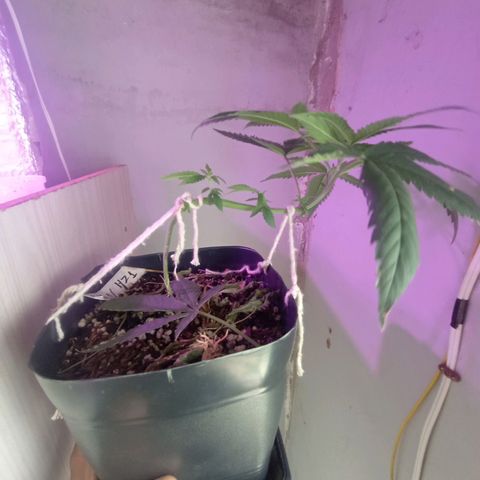 ✨Maria e Juana✨❤️ growlog timeline photo