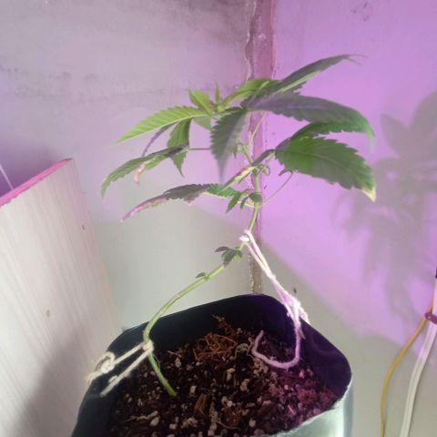 ✨Maria e Juana✨❤️ growlog timeline photo