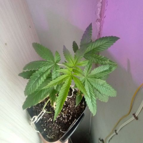 ✨Maria e Juana✨❤️ growlog timeline photo