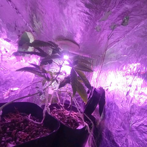 ✨Maria e Juana✨❤️ growlog timeline photo
