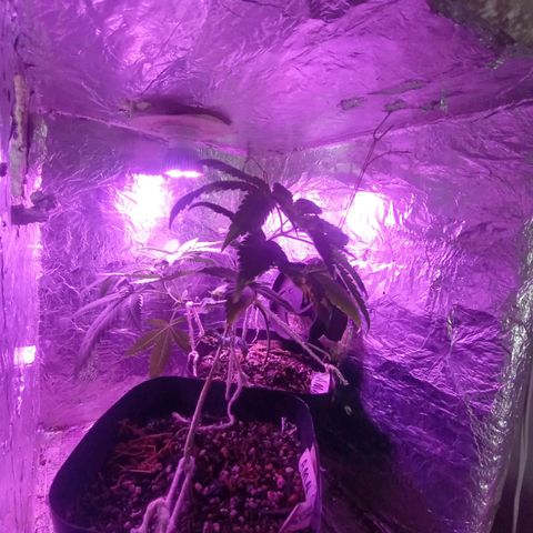 ✨Maria e Juana✨❤️ growlog timeline photo