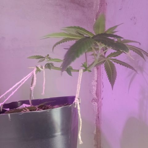 ✨Maria e Juana✨❤️ growlog timeline photo