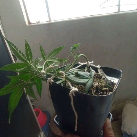 ✨Maria e Juana✨❤️ growlog timeline photo