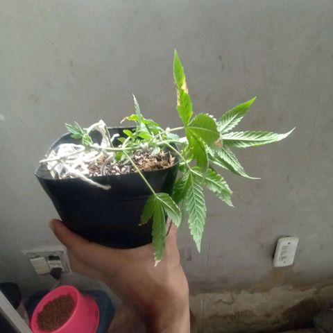 ✨Maria e Juana✨❤️ growlog timeline photo