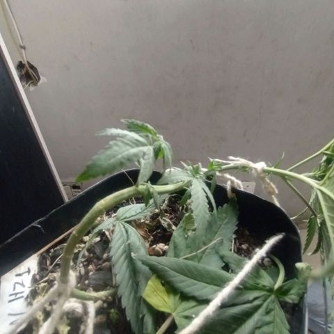 ✨Maria e Juana✨❤️ growlog timeline photo