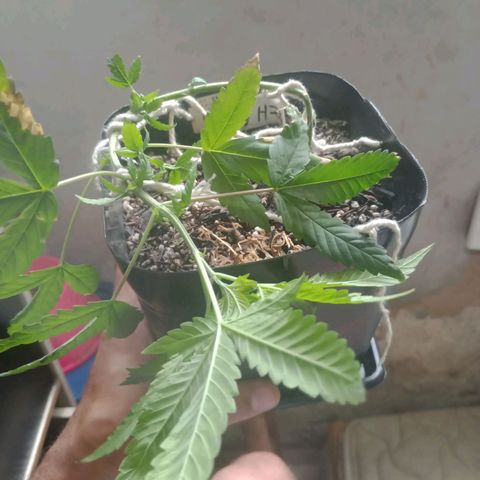 ✨Maria e Juana✨❤️ growlog timeline photo