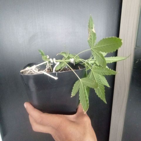 ✨Maria e Juana✨❤️ growlog timeline photo