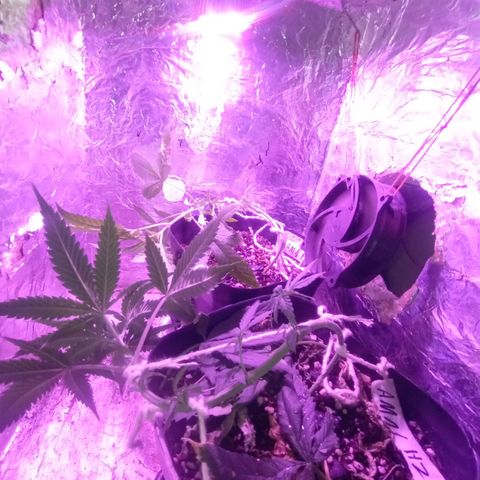 ✨Maria e Juana✨❤️ growlog timeline photo
