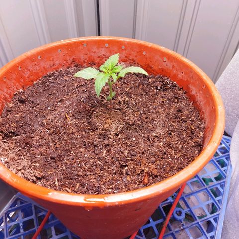 Critical +2 XXL Auto growlog timeline photo