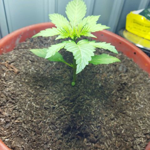 Critical +2 XXL Auto growlog timeline photo