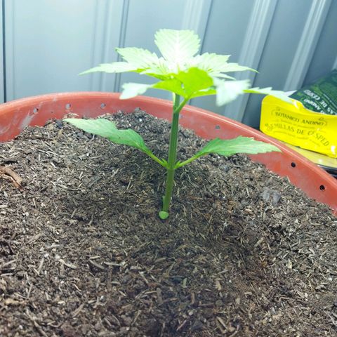 Critical +2 XXL Auto growlog timeline photo