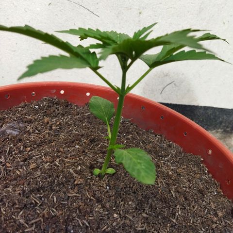 Critical +2 XXL Auto growlog timeline photo