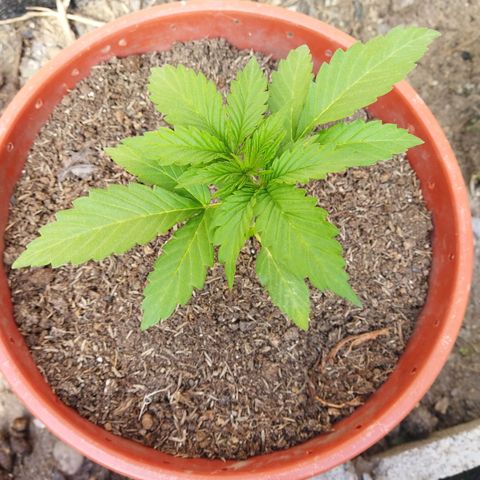 Critical +2 XXL Auto growlog timeline photo