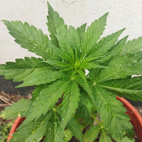 Critical +2 XXL Auto growlog timeline photo
