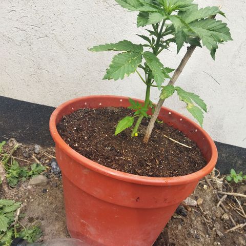 Critical +2 XXL Auto growlog timeline photo