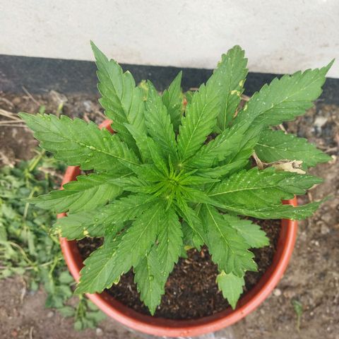 Critical +2 XXL Auto growlog timeline photo