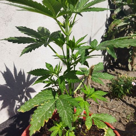 Critical +2 XXL Auto growlog timeline photo