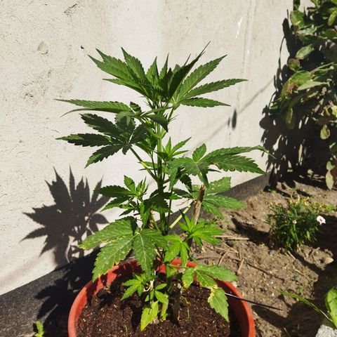 Critical +2 XXL Auto growlog timeline photo