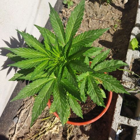Critical +2 XXL Auto growlog timeline photo