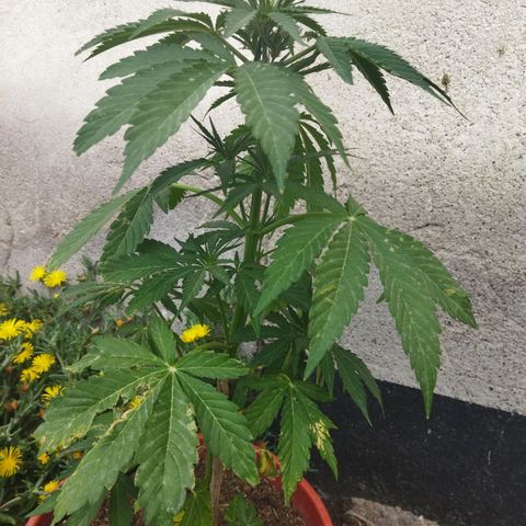 Critical +2 XXL Auto growlog timeline photo