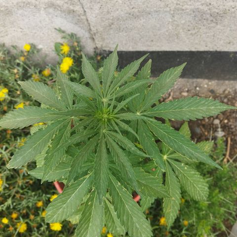 Critical +2 XXL Auto growlog timeline photo