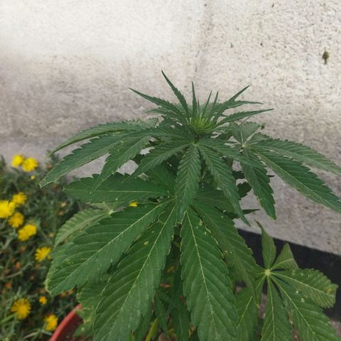 Critical +2 XXL Auto growlog timeline photo
