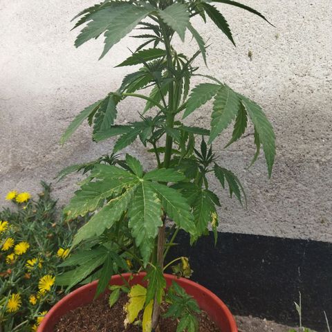 Critical +2 XXL Auto growlog timeline photo