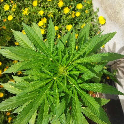 Critical +2 XXL Auto growlog timeline photo
