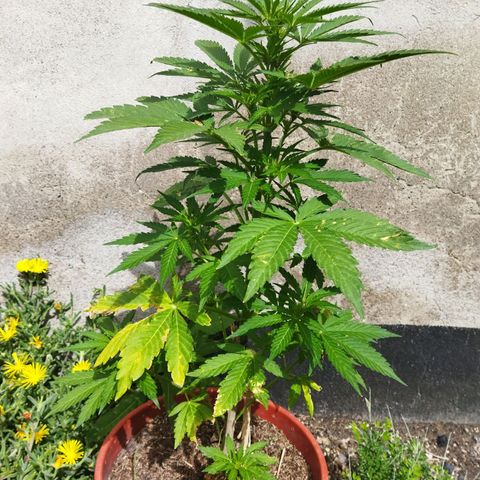 Critical +2 XXL Auto growlog timeline photo