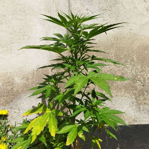 Critical +2 XXL Auto growlog timeline photo