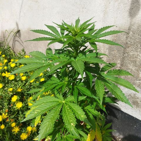Critical +2 XXL Auto growlog timeline photo
