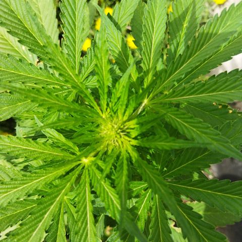 Critical +2 XXL Auto growlog timeline photo