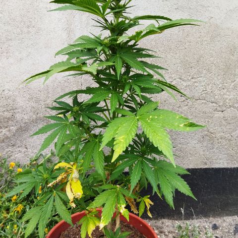 Critical +2 XXL Auto growlog timeline photo