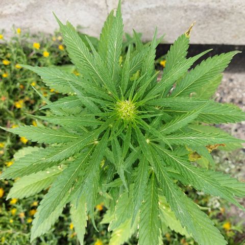 Critical +2 XXL Auto growlog timeline photo