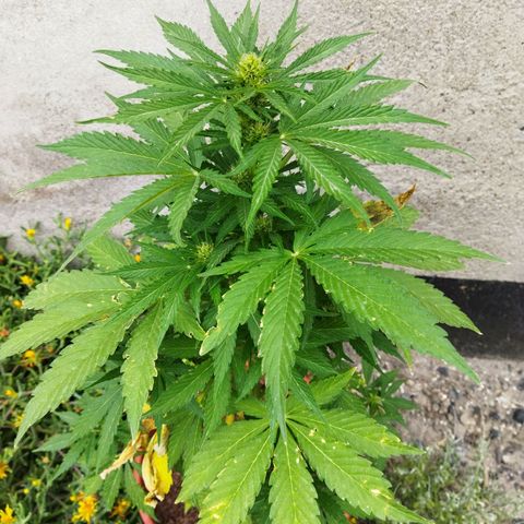 Critical +2 XXL Auto growlog timeline photo