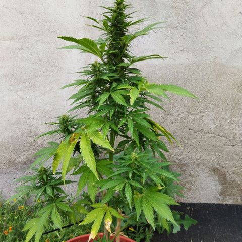 Critical +2 XXL Auto growlog timeline photo