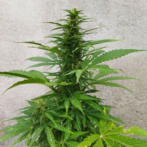 Critical +2 XXL Auto growlog timeline photo