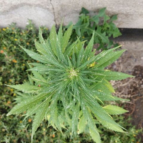 Critical +2 XXL Auto growlog timeline photo