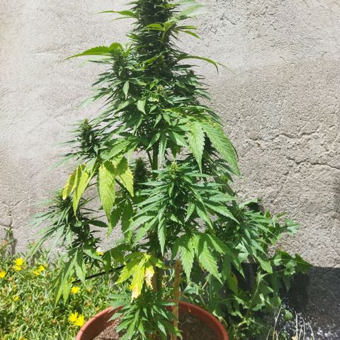 Critical +2 XXL Auto growlog timeline photo