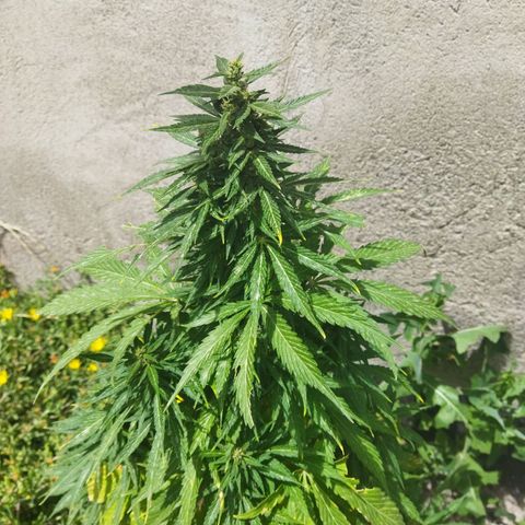 Critical +2 XXL Auto growlog timeline photo