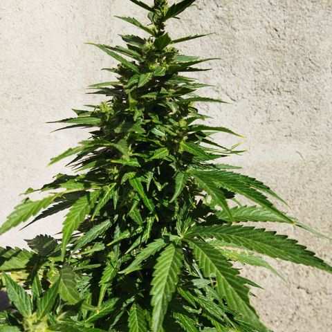 Critical +2 XXL Auto growlog timeline photo