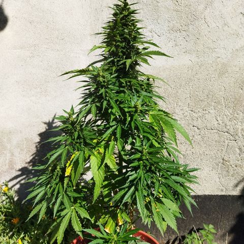 Critical +2 XXL Auto growlog timeline photo
