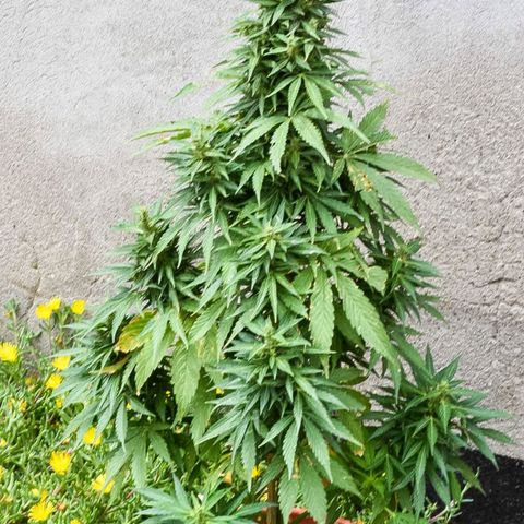 Critical +2 XXL Auto growlog timeline photo