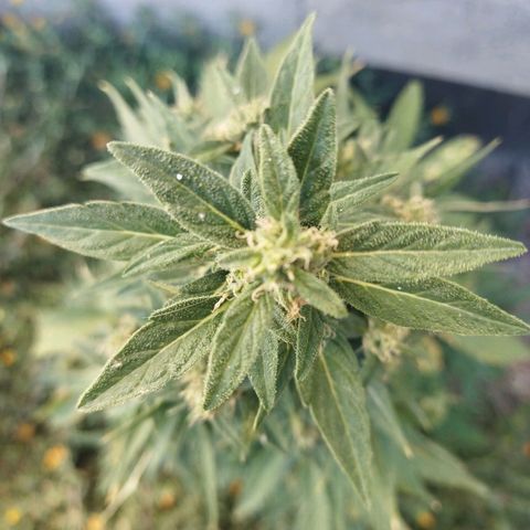 Critical +2 XXL Auto growlog timeline photo