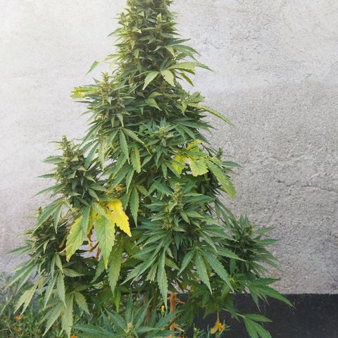 Critical +2 XXL Auto growlog timeline photo